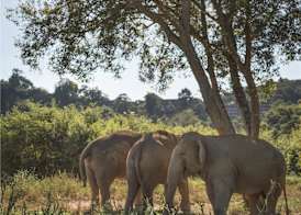 Anantara Golden Triangle Elephant Camp & Resort 4