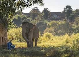 Anantara Golden Triangle Elephant Camp & Resort 3
