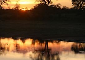 Rhino Walking Safaris 2