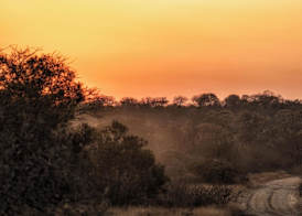 Rhino Walking Safaris 3