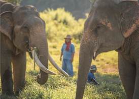 Anantara Golden Triangle Elephant Camp & Resort 5