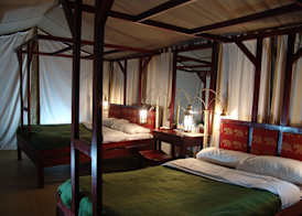 Fig Tree Camp 4
