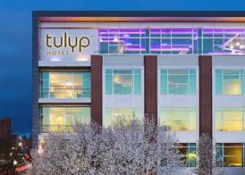 Tulyp, Tapestry Collection by Hilton 2