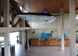 Cove Resort Palau 5