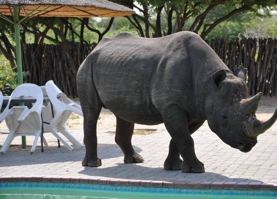 Khama Rhino Sanctuary 1