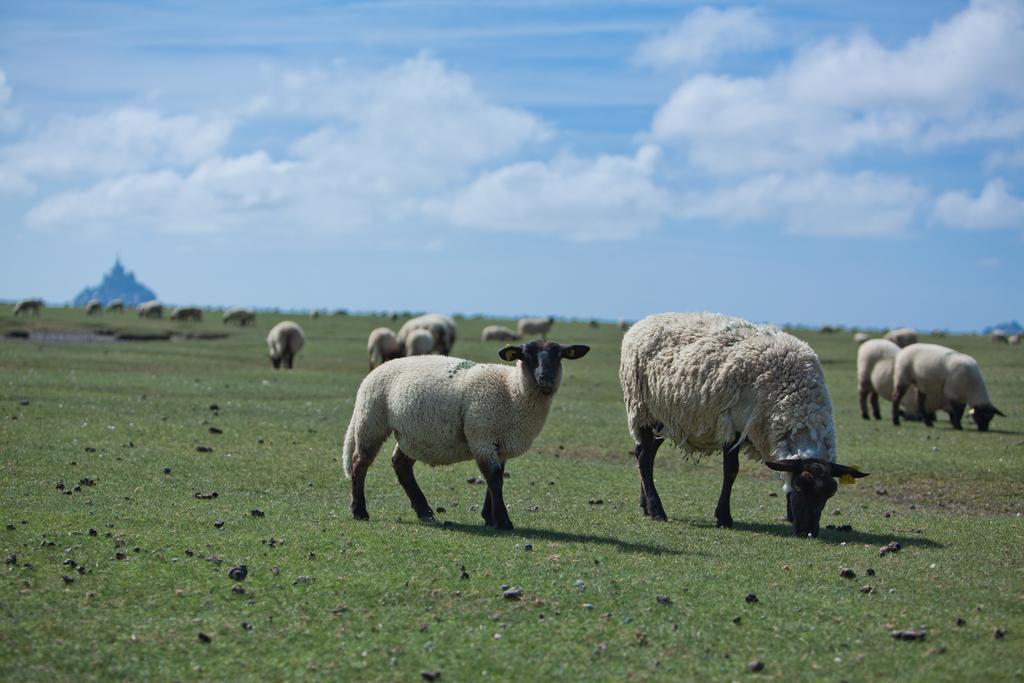 Le Mouton Blanc 2
