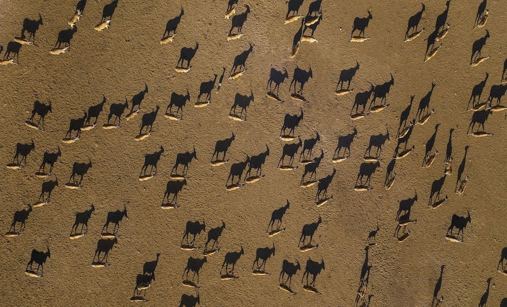Anantara Sir Bani Yas Island Al Sahel Villas 1