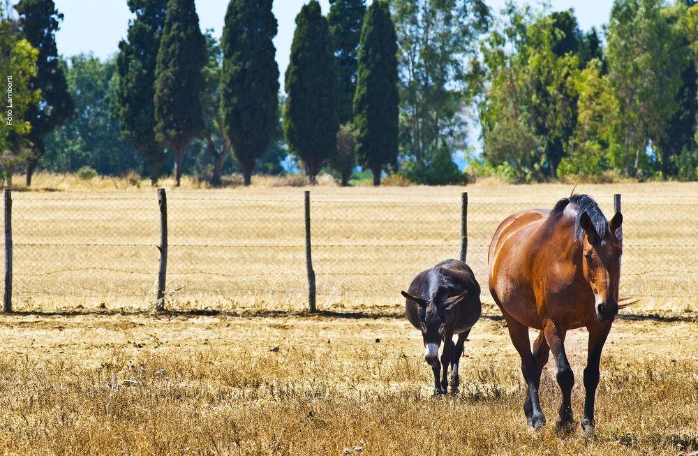 Agriturismo Podere Giulio 2