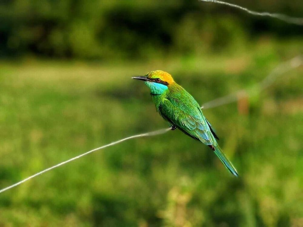 Yala Jungle Haven 1