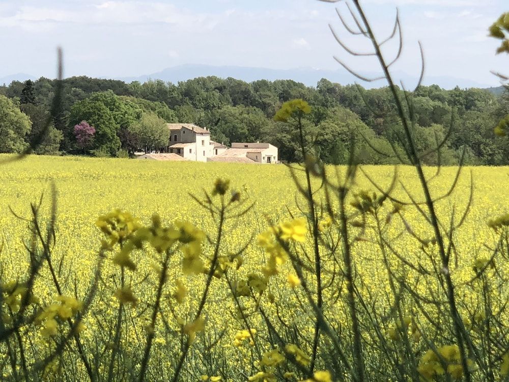 Les Ânes de Forcalquier 1