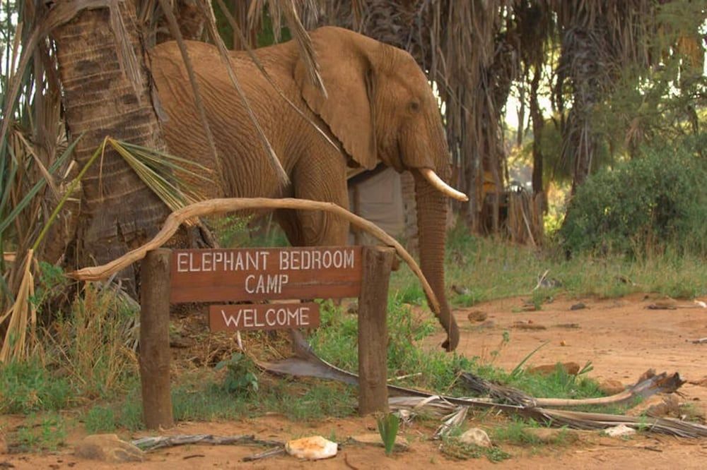 Elephant Bedroom Camp 1