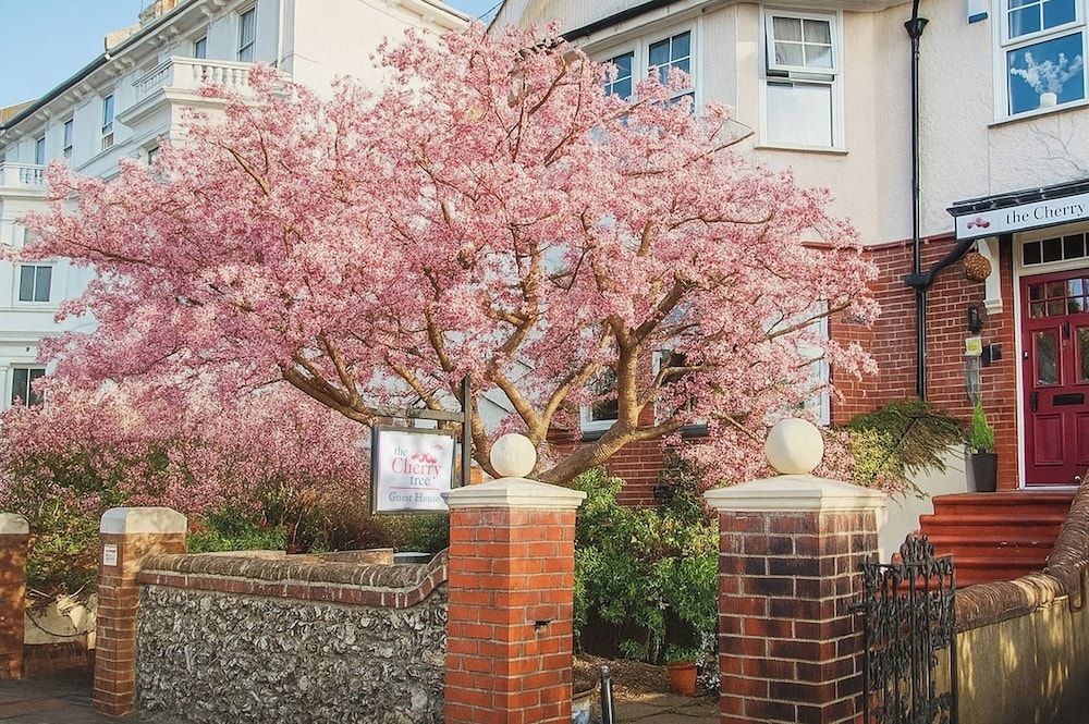 The Cherry Tree B&B 1