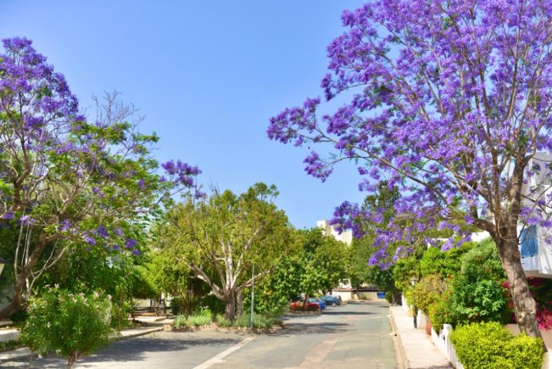 PAPHOS GARDENS HOLIDAY RESORT 1