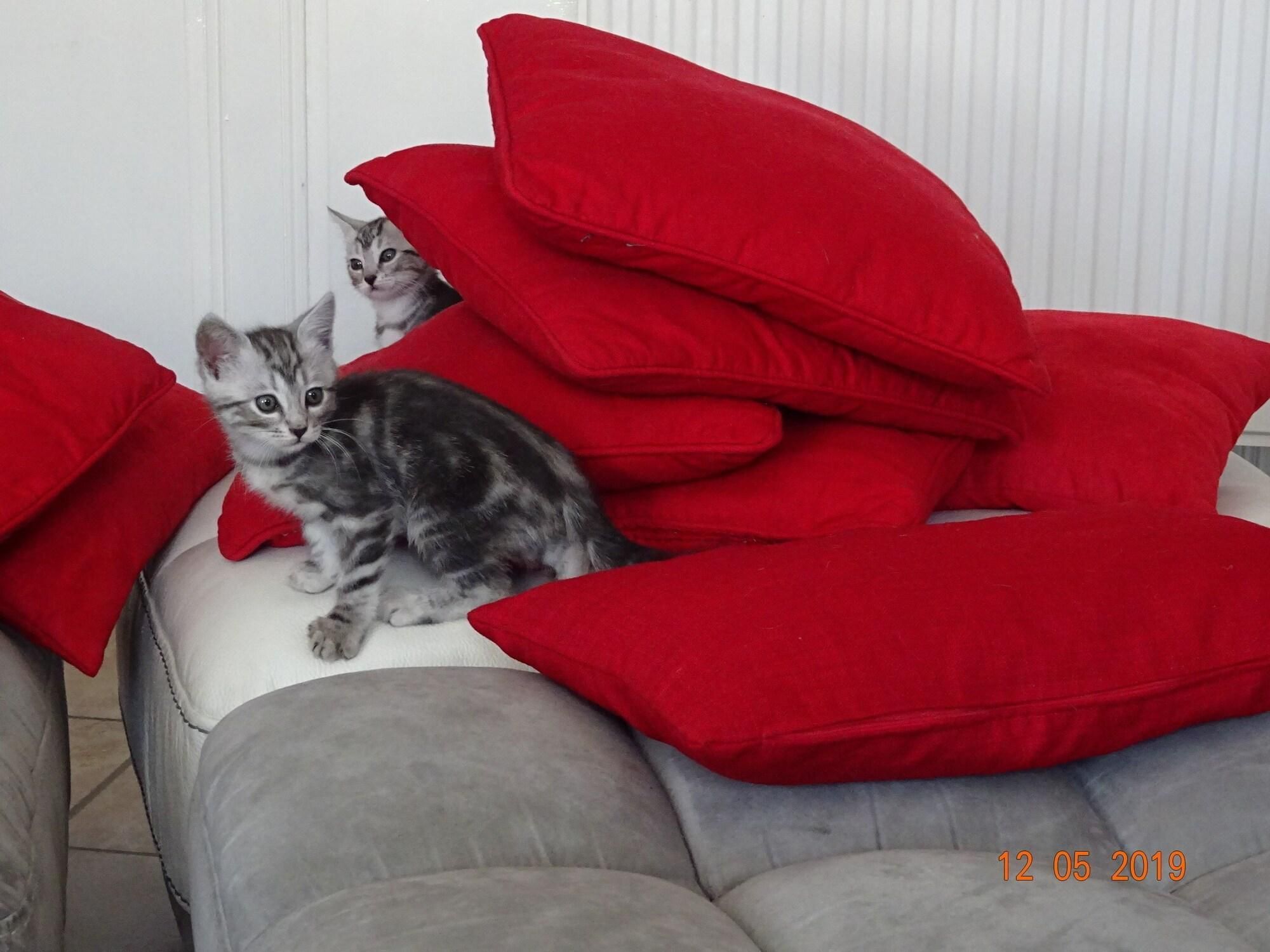 La ferme aux chats 2