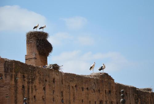 Riad Maison Palmier 2