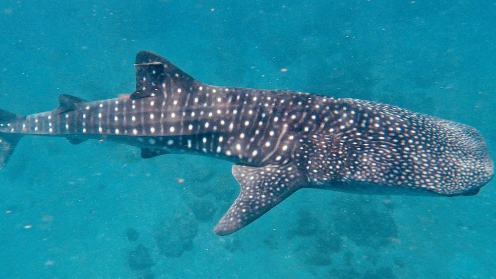 Pintuyan Dive Resort 1