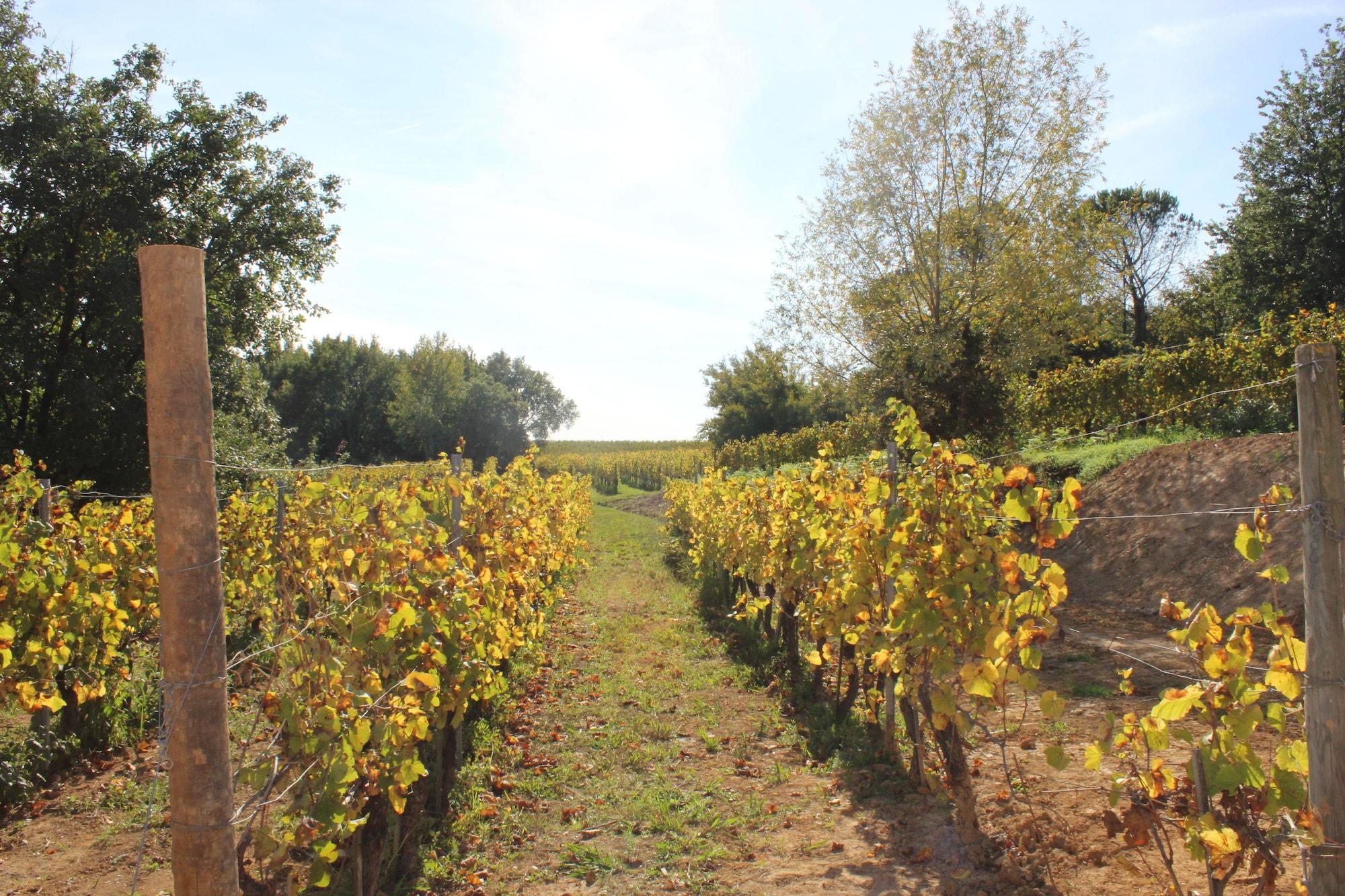 Buonamico Wine Resort 2