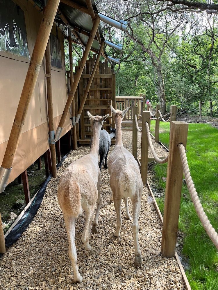 Robin Hood Safari Tent 1