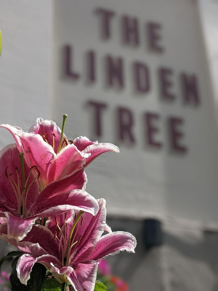 The Linden Tree 1