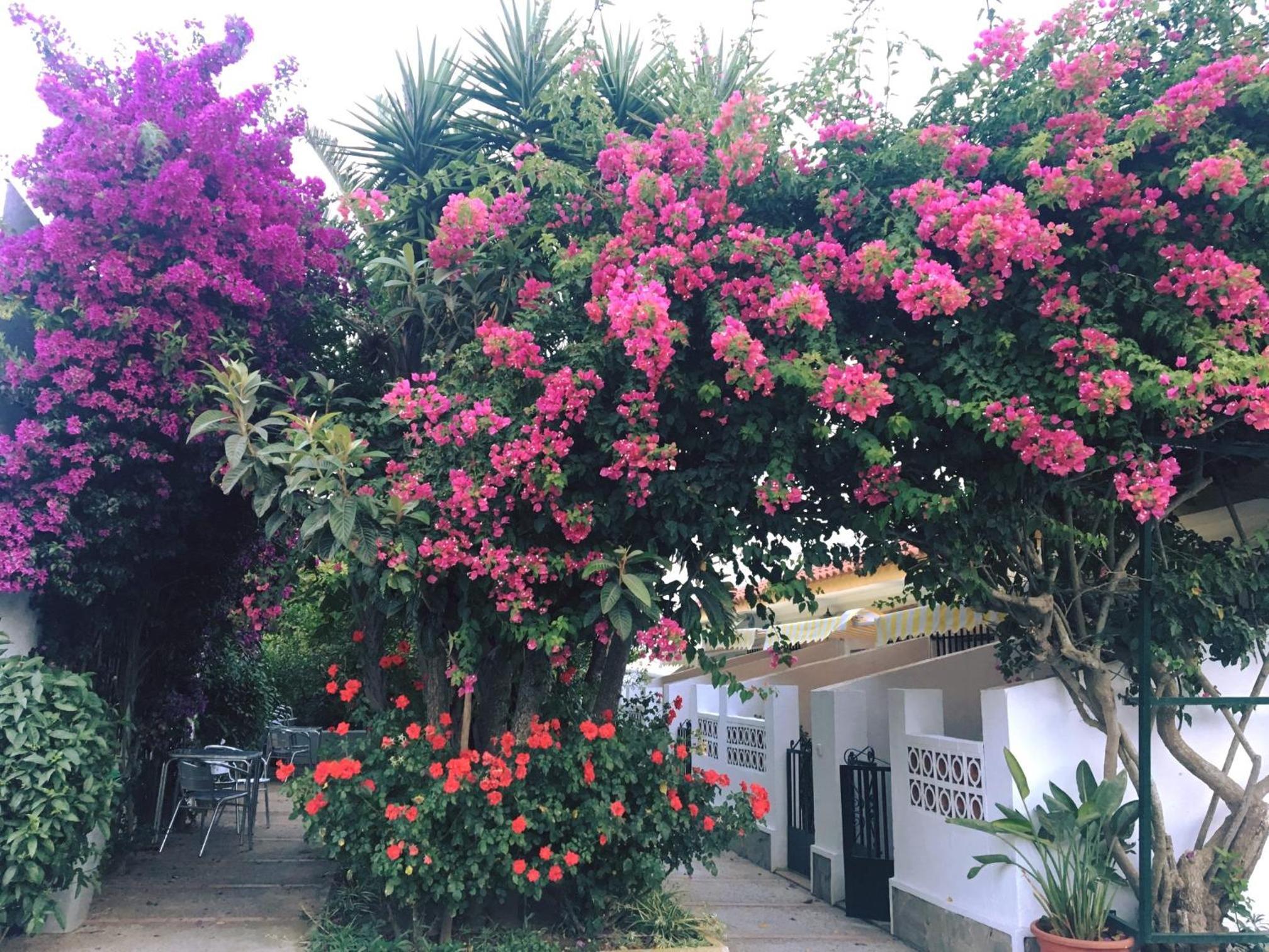 Hotel Antonio Conil 2