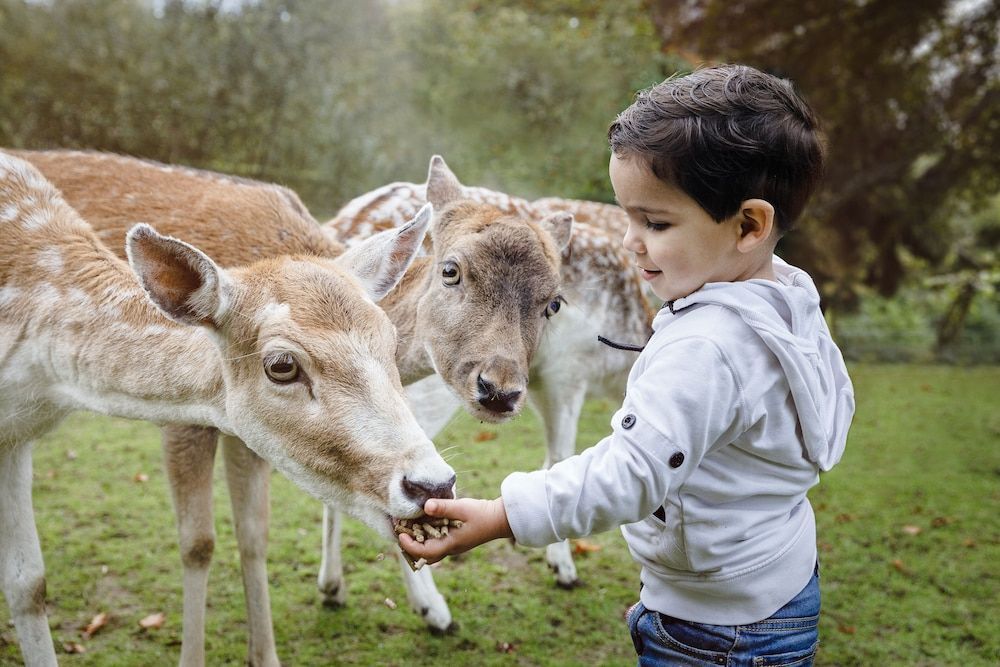 Vakantiepark Dierenbos 1