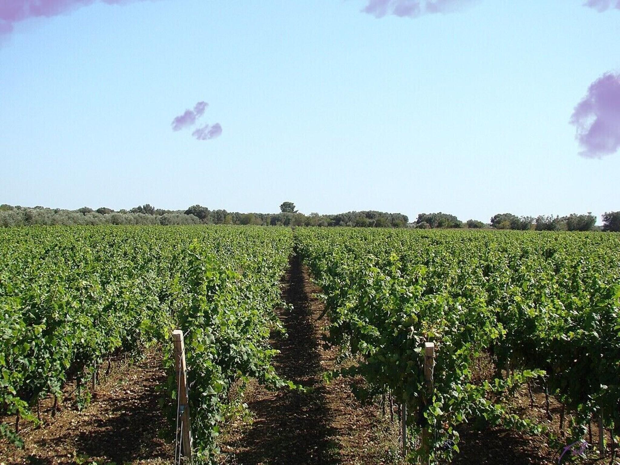Masseria Bosco 1