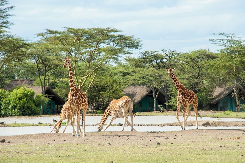 Sweetwaters Serena Camp 1