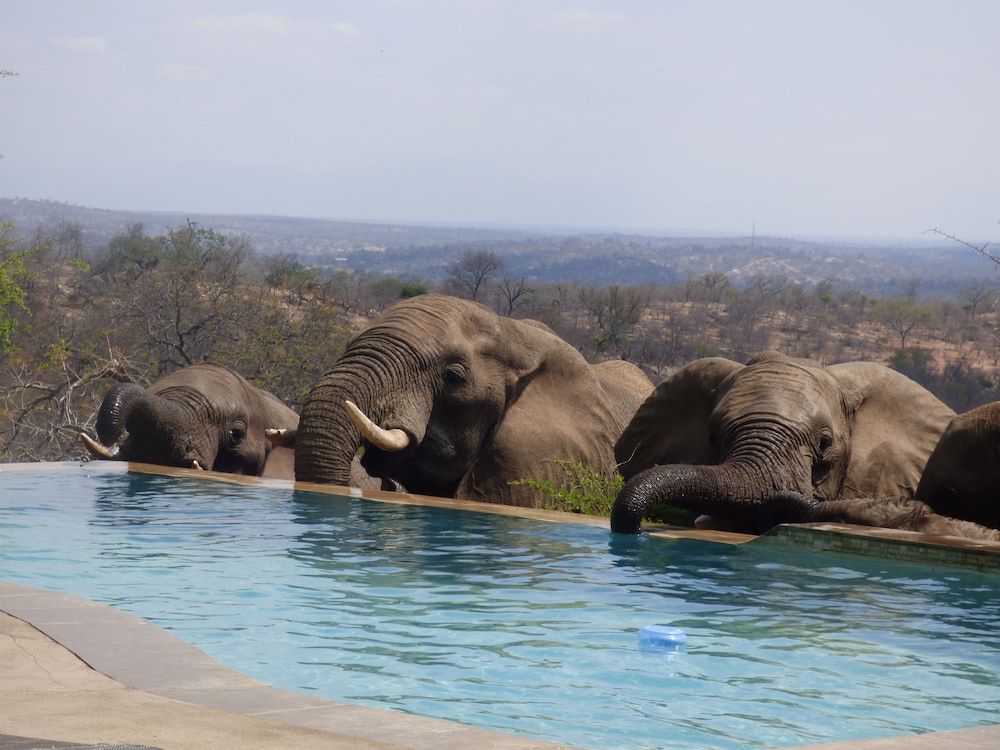 Mbizi Bush Lodge 1