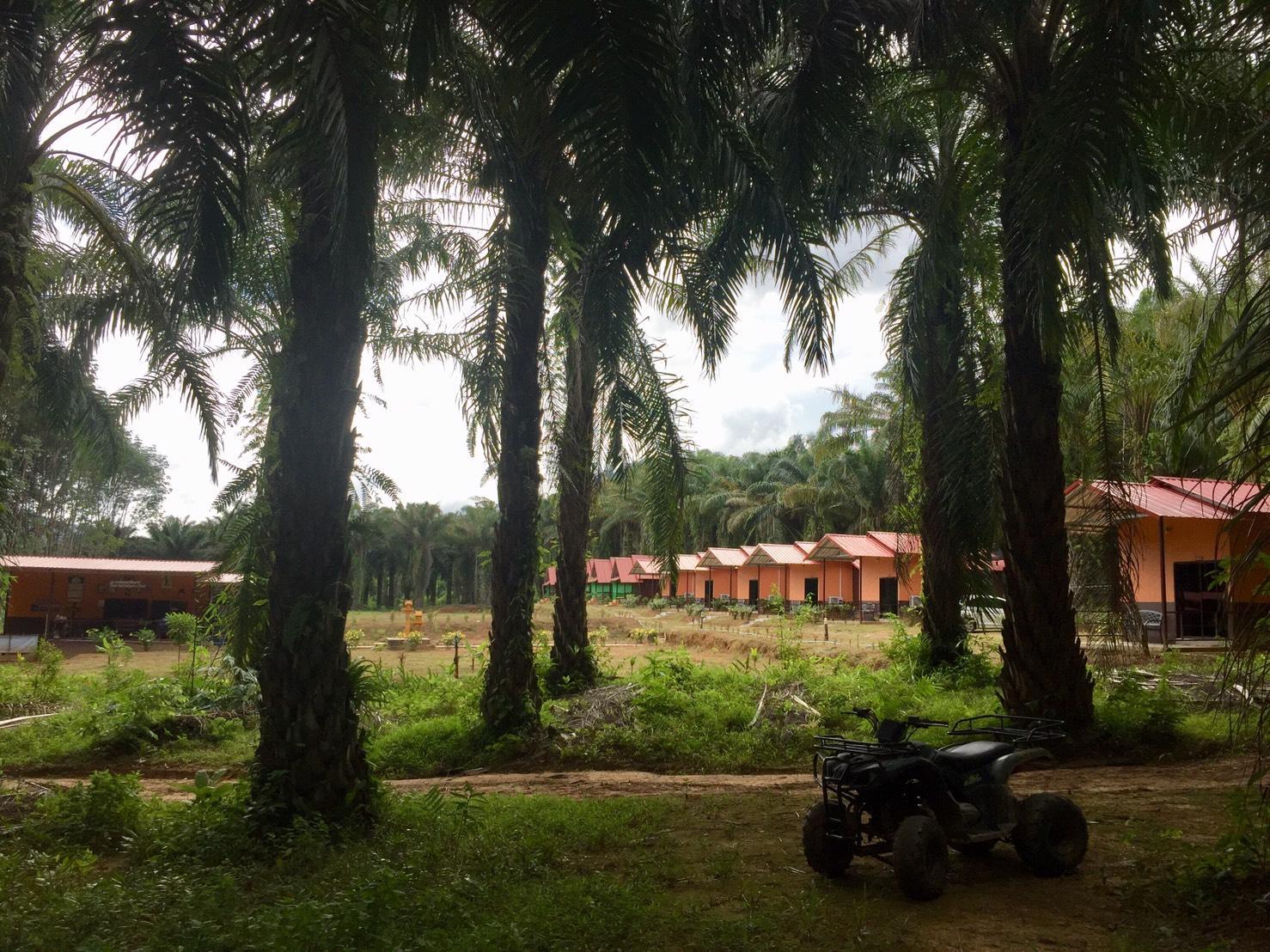 Khao Sok Evergreen House 1