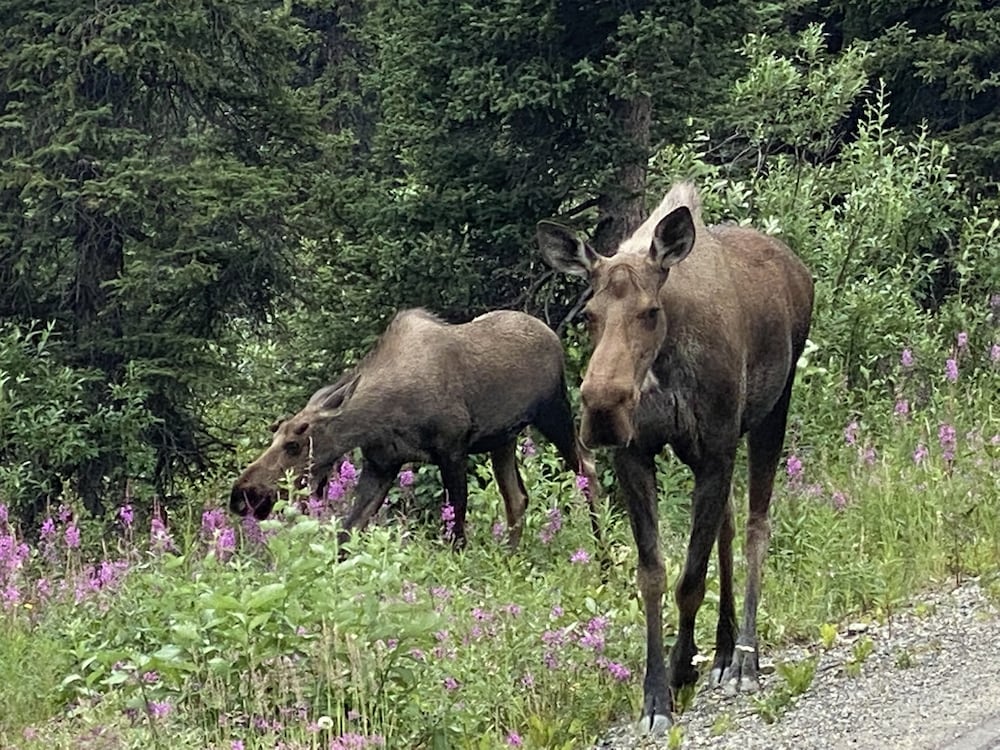 Denali RV Park and Motel 2