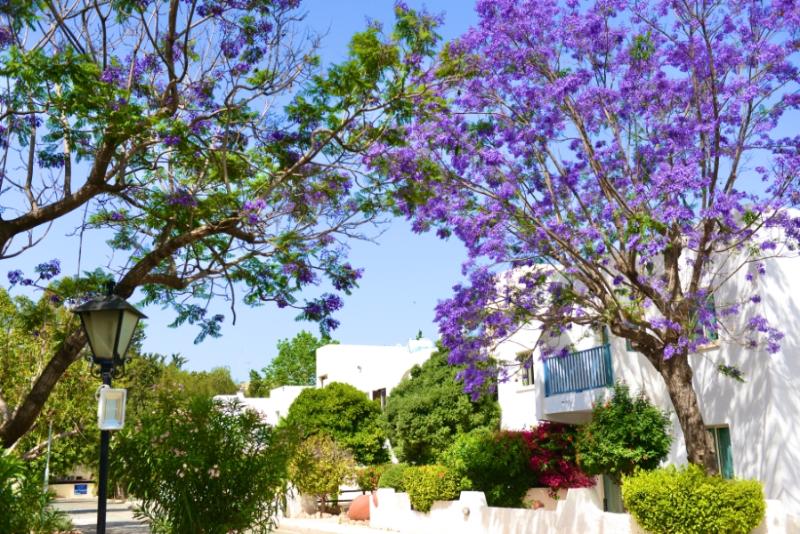 PAPHOS GARDENS HOLIDAY RESORT 2