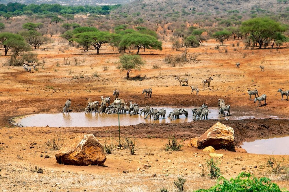 Kilaguni Serena Safari Lodge 1