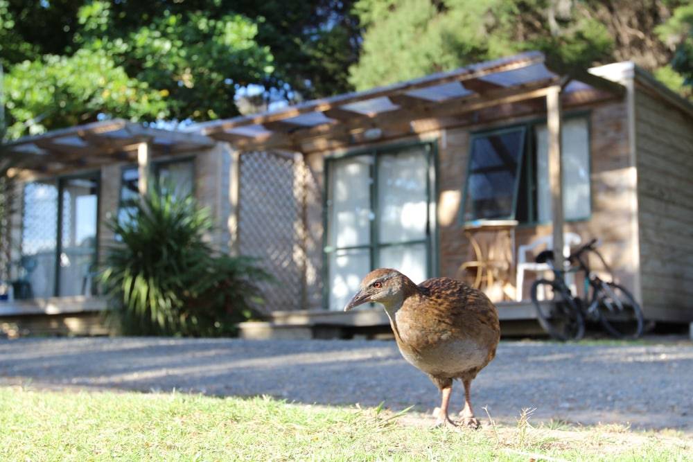 Russell-Orongo Bay Holiday Park 1