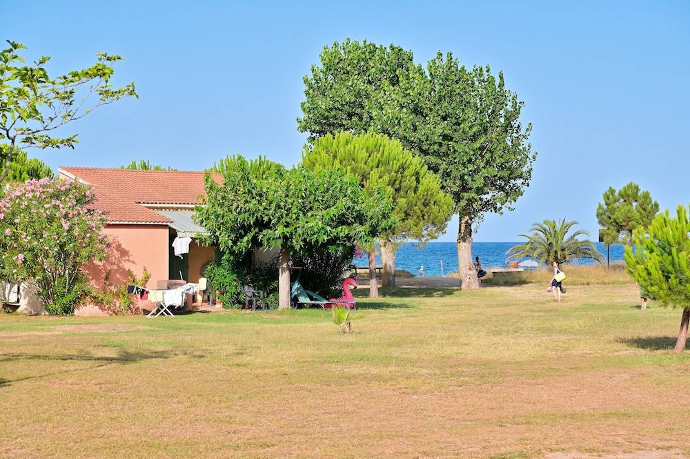Pinea Mare 1