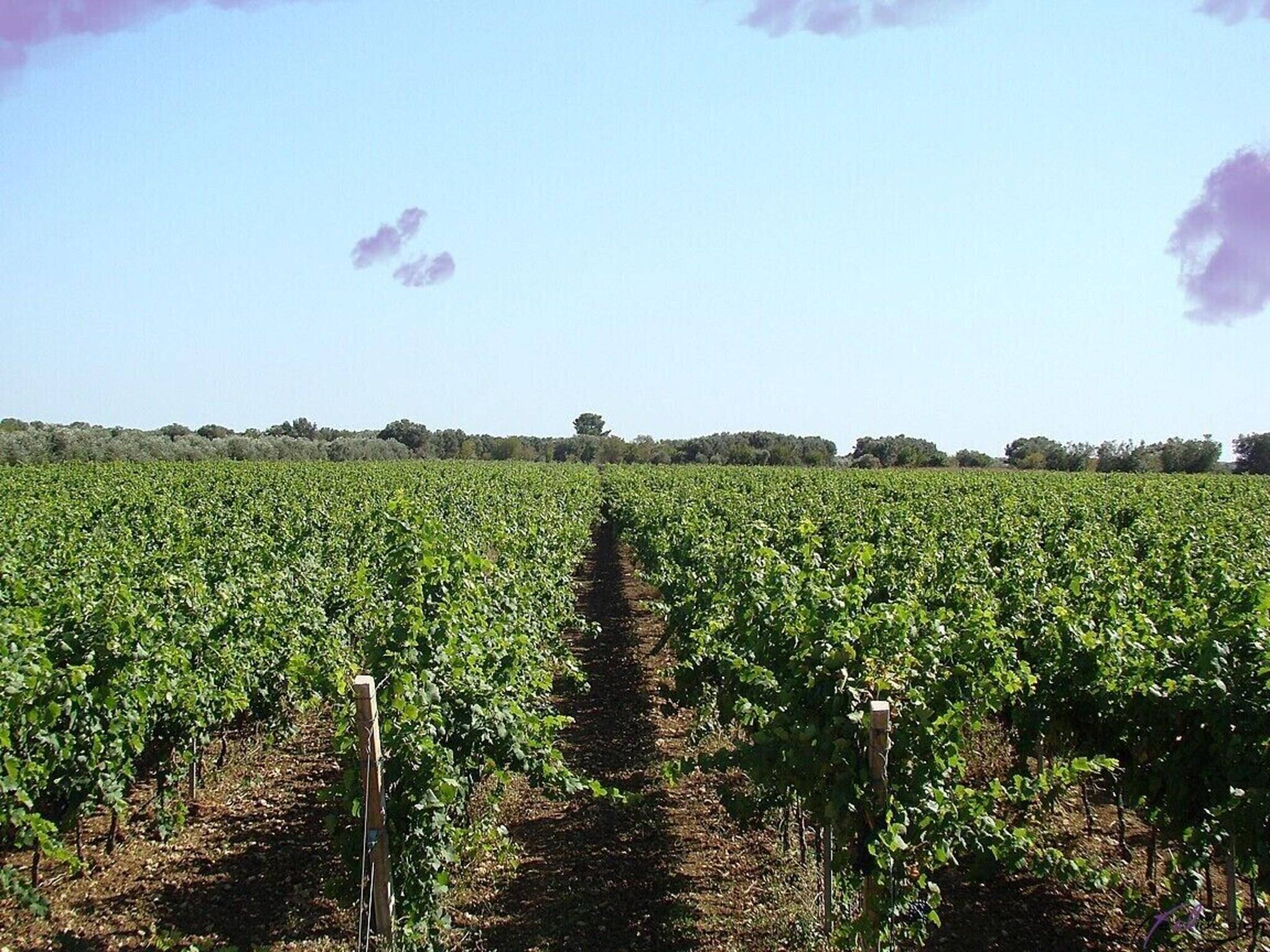 Masseria Bosco 1