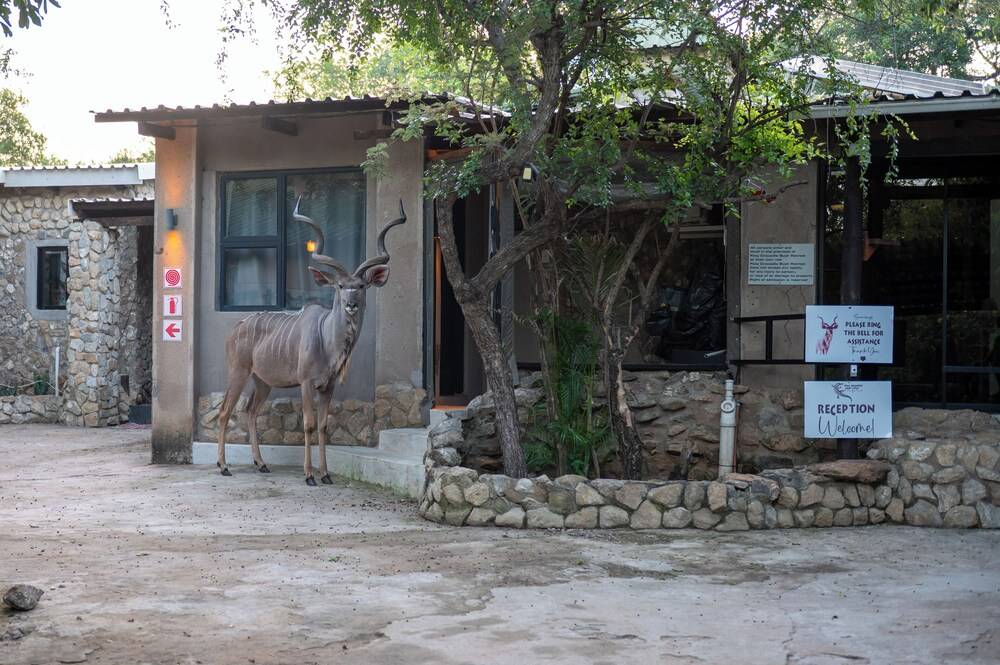Foxy Crocodile Bush Lodge & Kruger Safaris 2