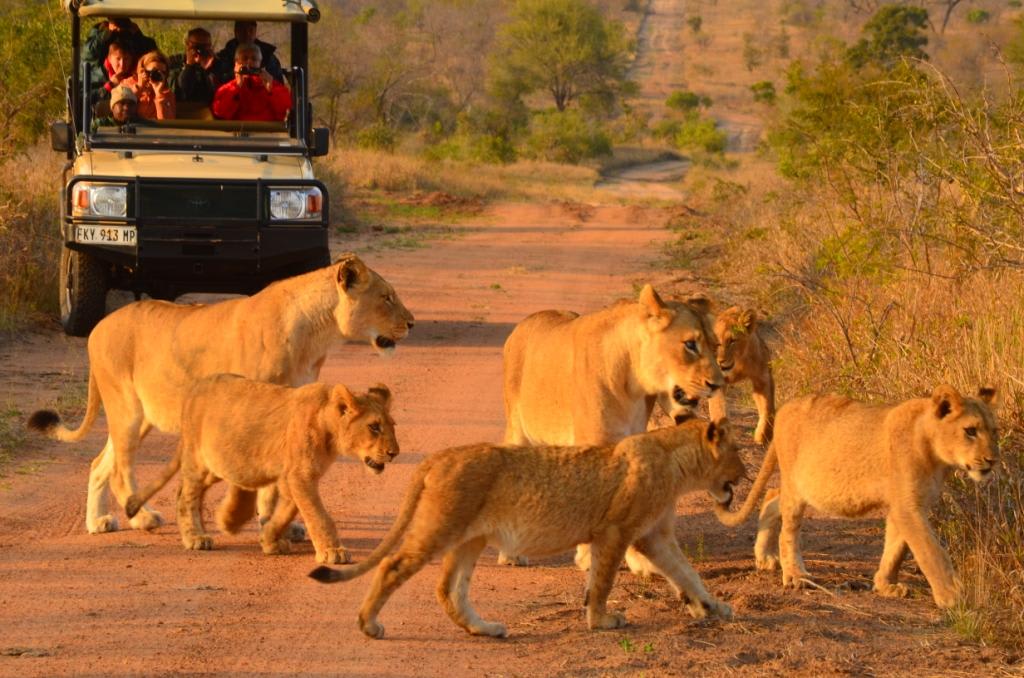 Hoyo Hoyo Safari Lodge 1