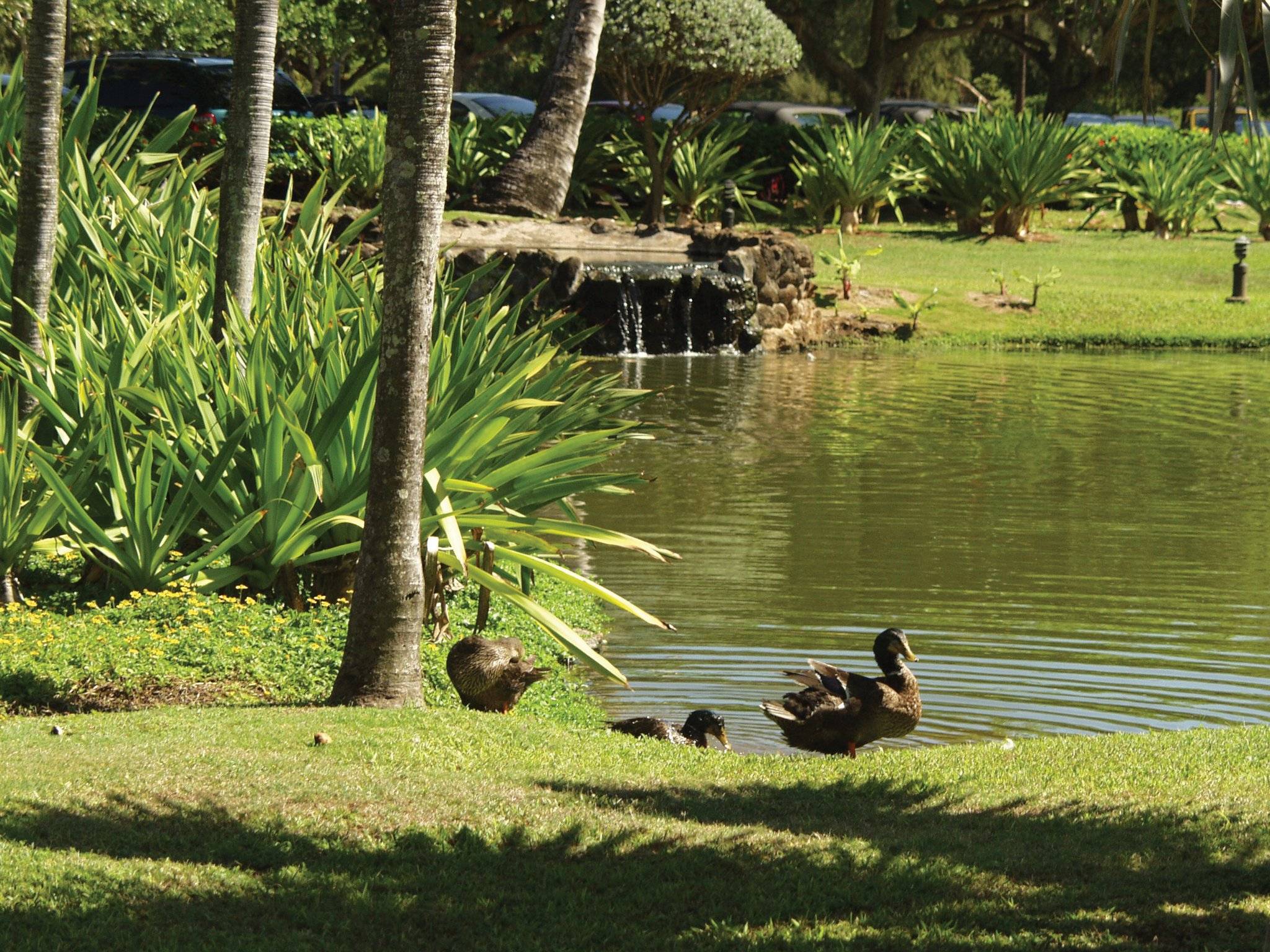 Kauai Beach Villas 1