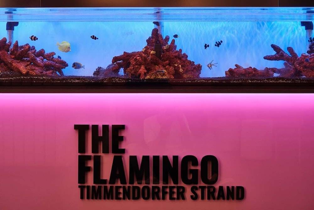 The Flamingo 2