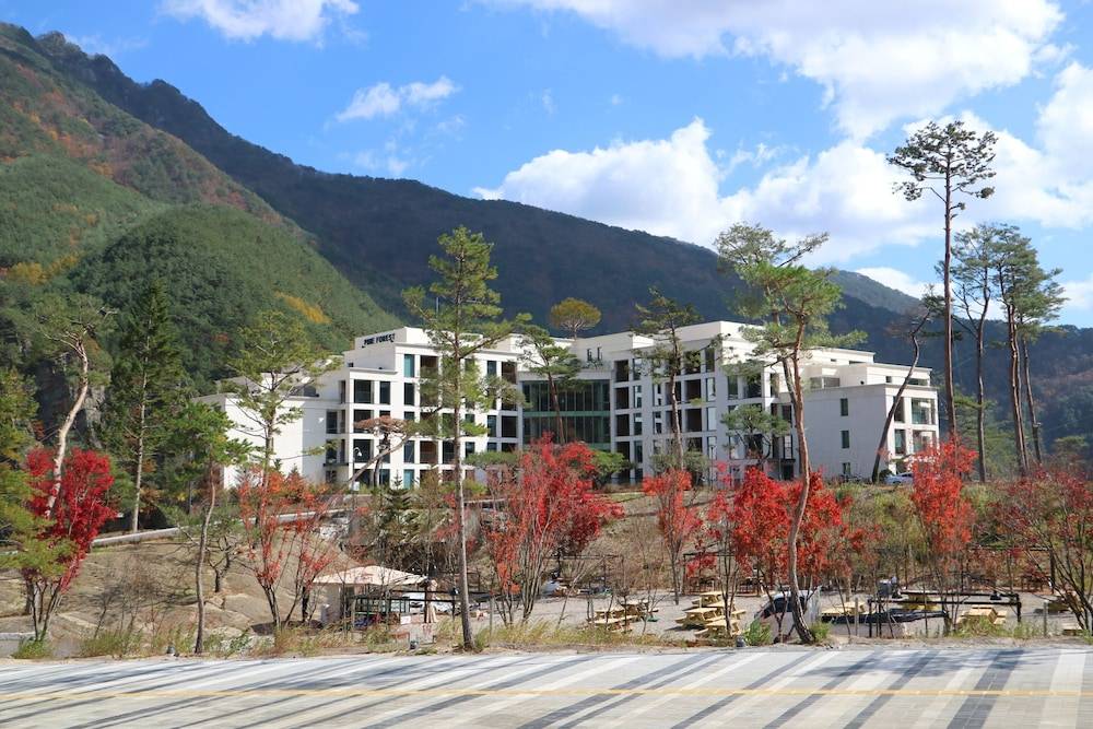 Pine Forest Jeongseon Alpine Resort 1