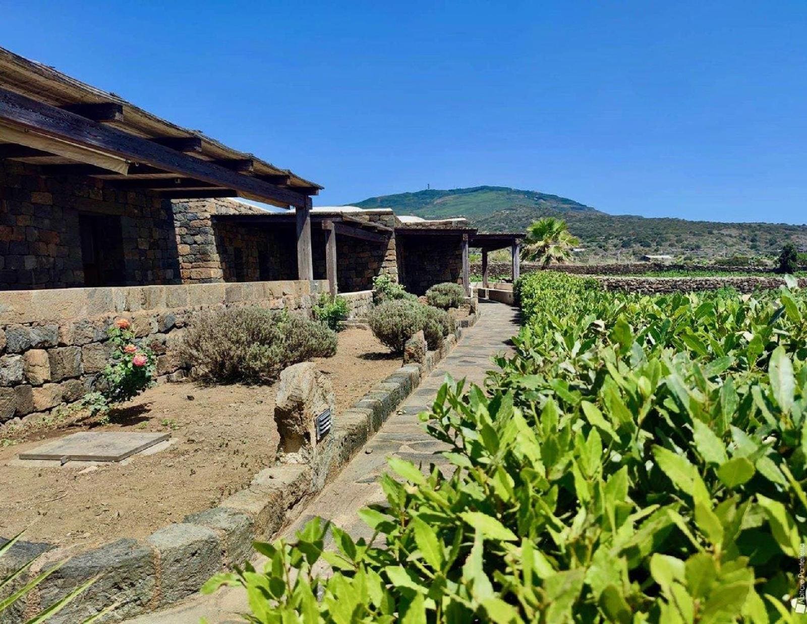 Abraxas Vigne di Pantelleria - Tenuta Bukkuram 1