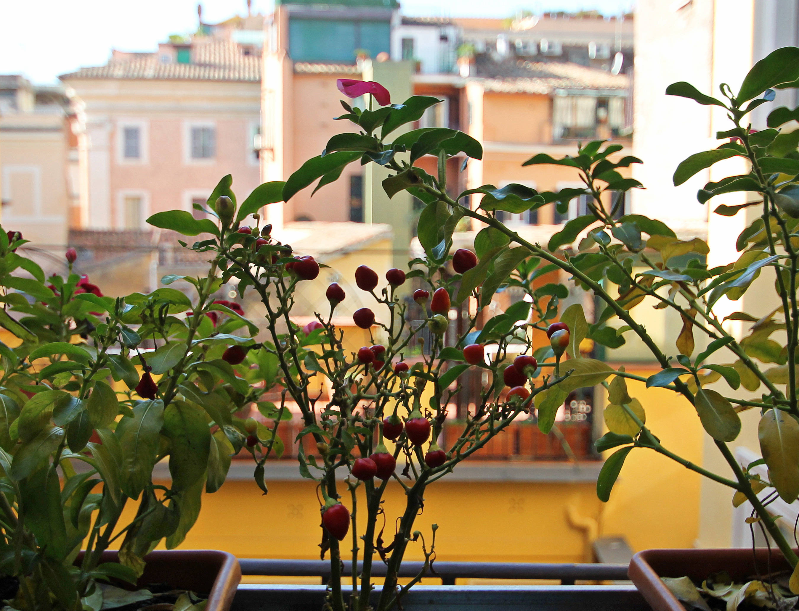 Magenta Pantheon Navona 2