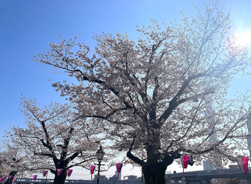 HOTEL AMANEK Asakusa Sakurabashi 1