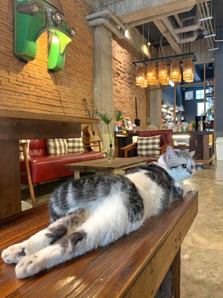 Suneta Hostel Chiangmai 2
