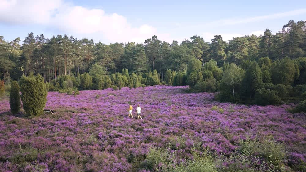 Hotel Bispinger Heide by Center Parcs 1