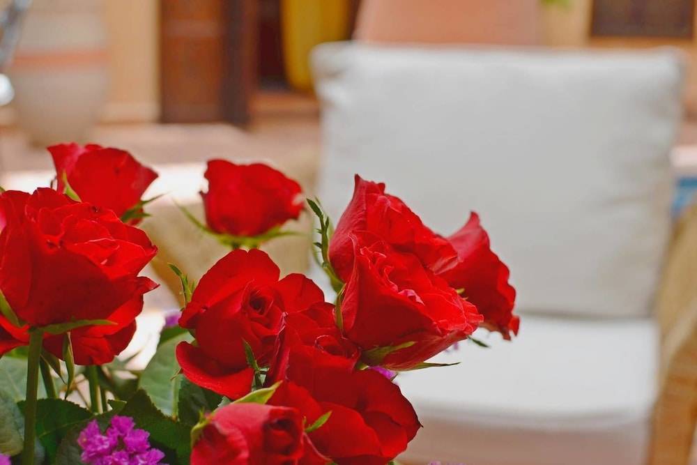 Riad Hadda 2