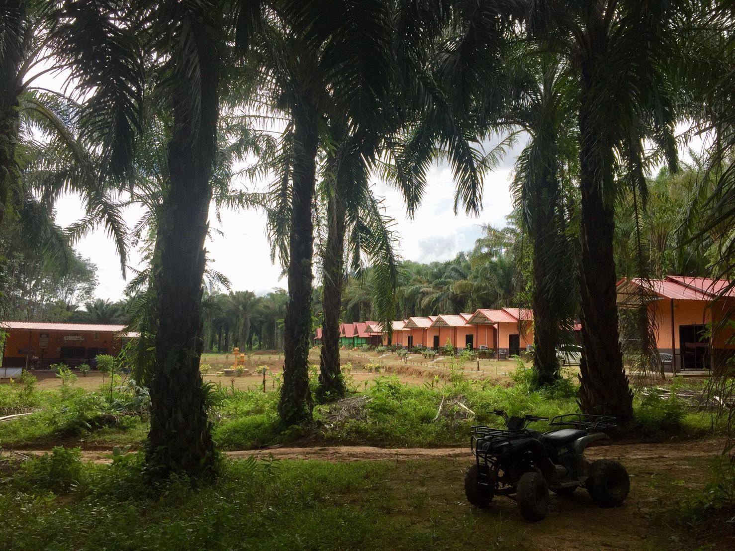 Khao Sok Evergreen House 1