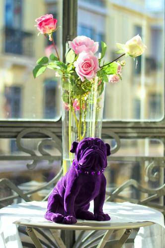 Purple Dog Suites 2