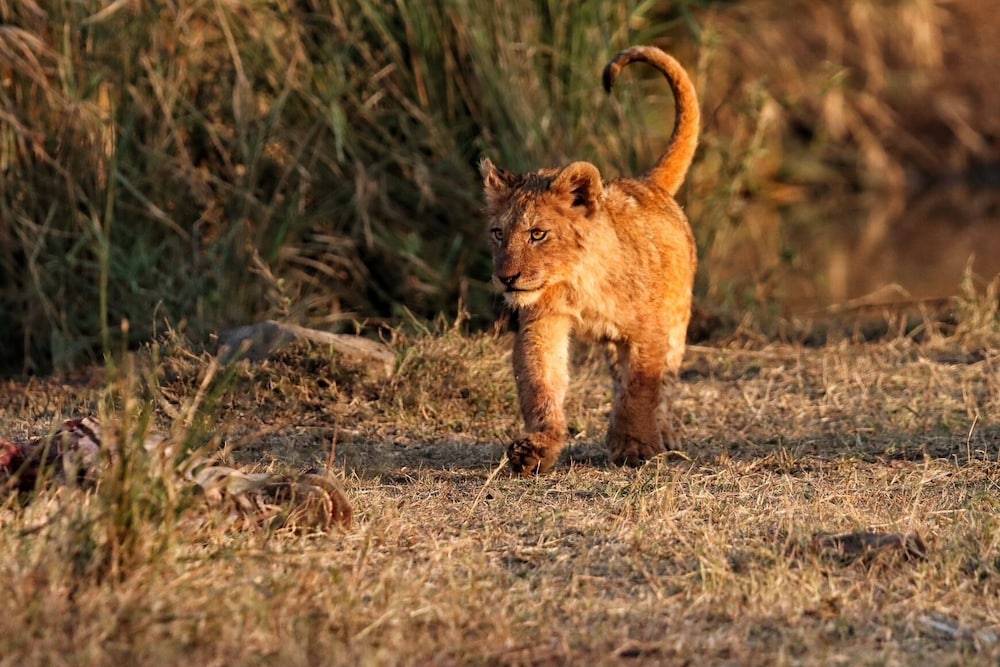 Foxy Crocodile Bush Lodge & Kruger Safaris 1