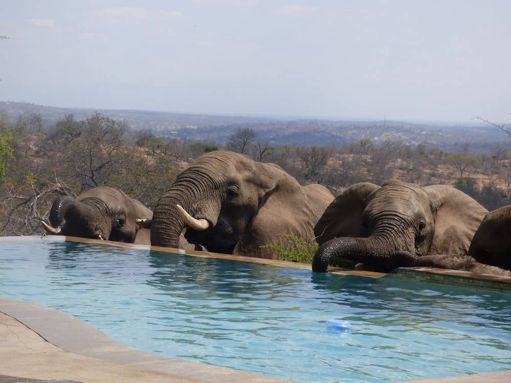 Mbizi Bush Lodge 1